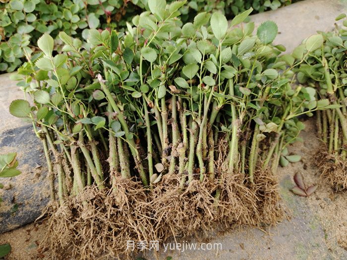 月季小苗多久能长成大苗？(图2)