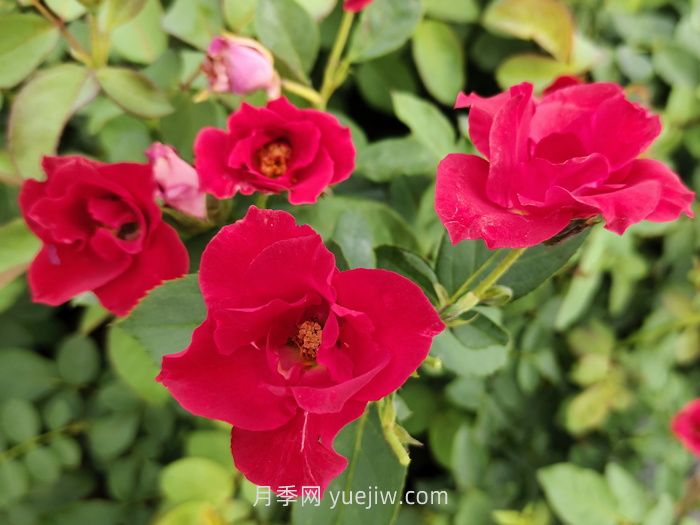 蔷薇花是春天开花还是夏天开花？(图1)