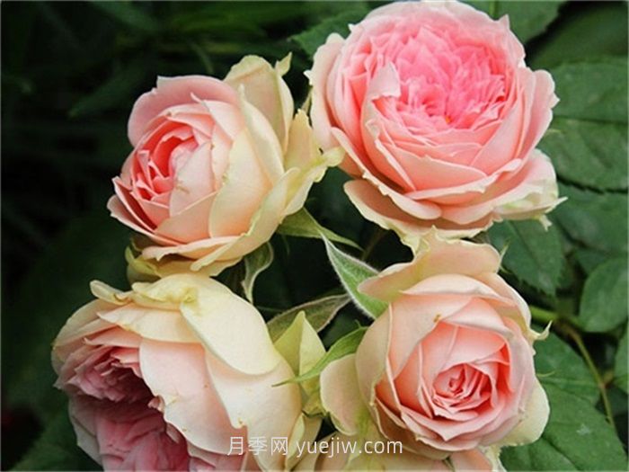 绒球门廊月季介绍和优缺点(图1)