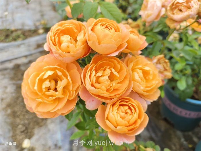 推荐8个夏季超级耐高温的月季品种(图3)