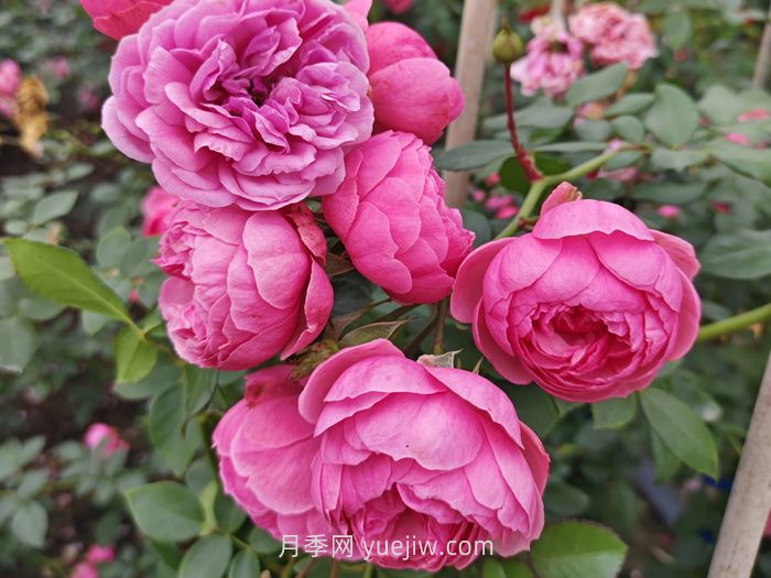 推荐适合阳台种植的藤本月季品种(图4)