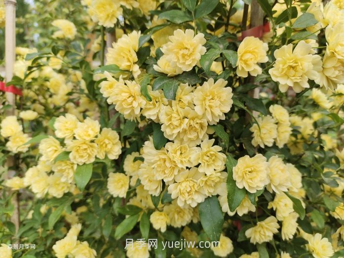 黄木香多久可以开花？黄木香怎样才能多开花呢？(图2)