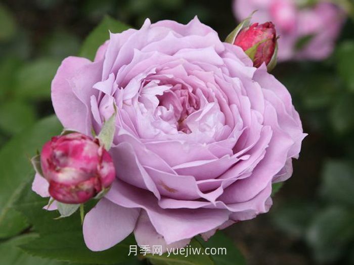 紫色月季花有哪些品种？(图4)