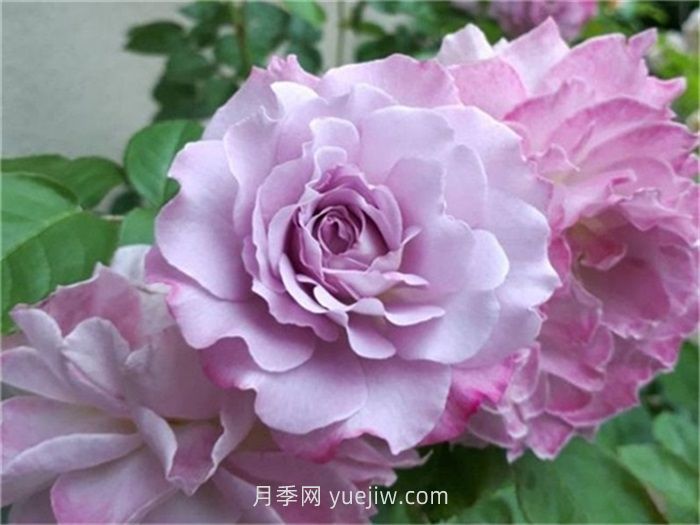 紫色月季花有哪些品种？(图6)