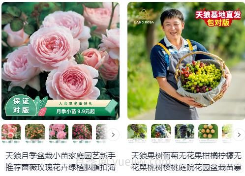靠谱的月季淘宝店铺有哪些？(图1)