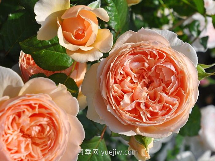 适合安徽种植的四季月季品种有哪些？(图2)