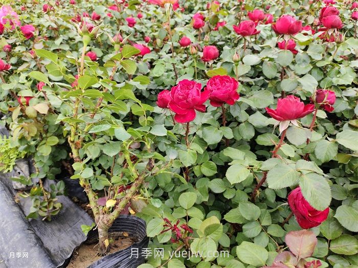 内蒙古区域可以种植月季吗？(图1)