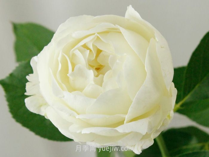 伊芙布雷琴月季介绍和优缺点(图1)