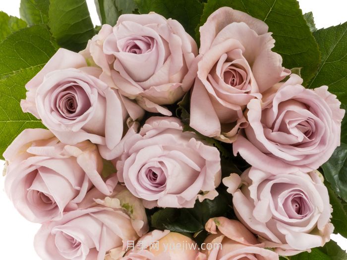 赏金之路月季介绍和优缺点(图1)