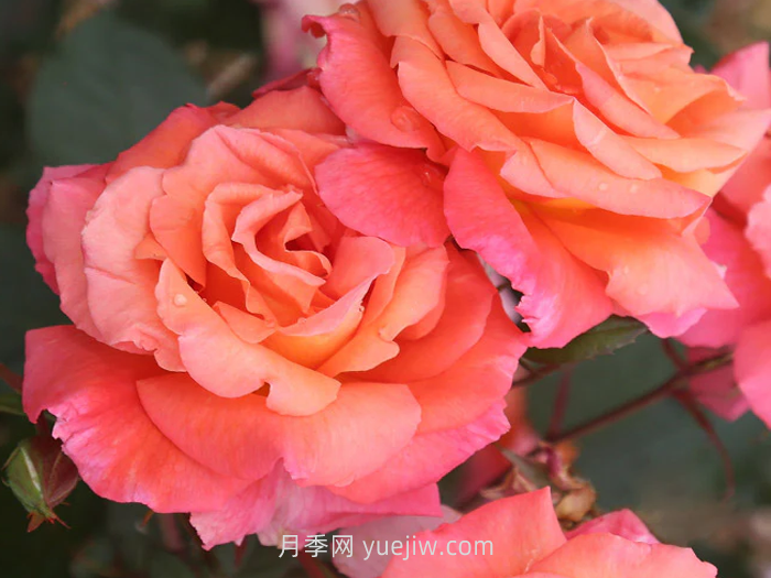 巫术月季介绍和优缺点(图1)