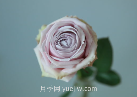 云裳月季介绍和优缺点(图1)