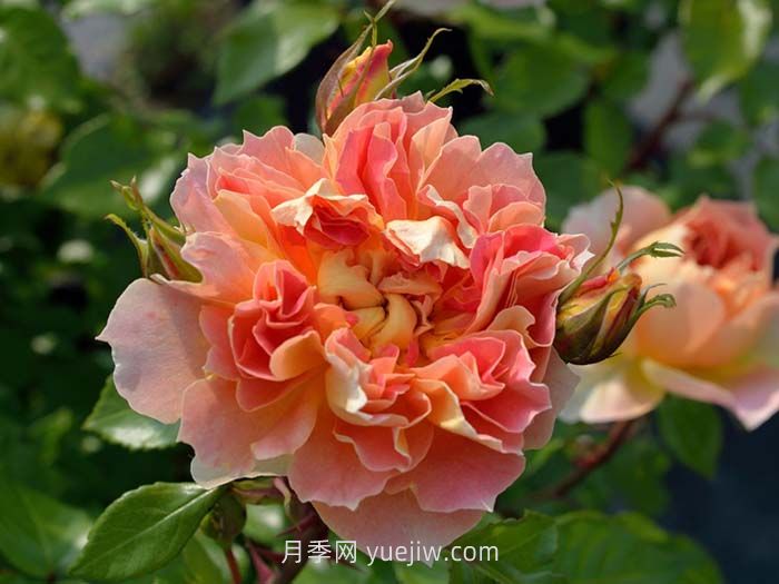 南瓜灯笼月季介绍和优缺点(图1)