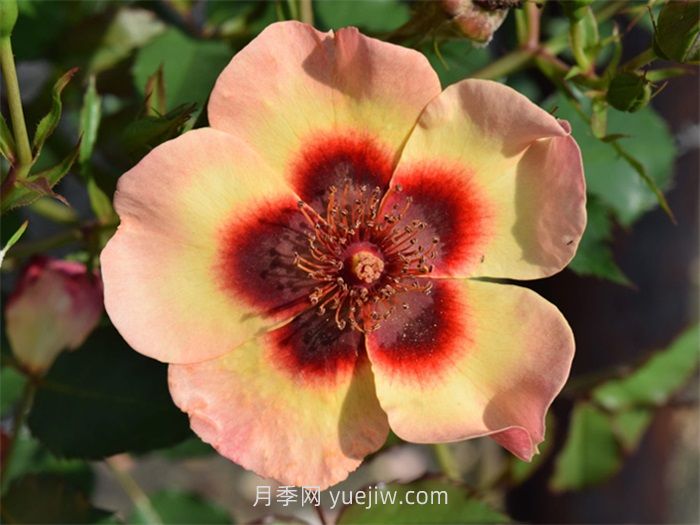 别致巴比伦眼睛月季介绍和优缺点(图1)