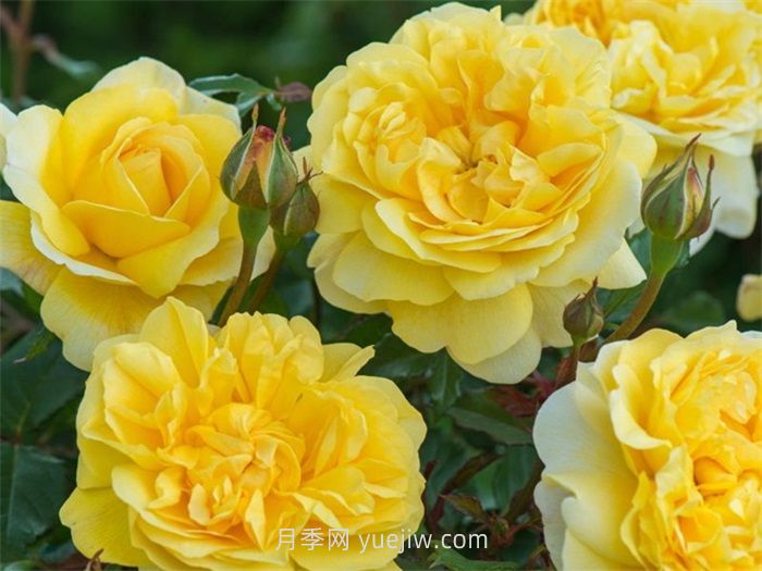 诗人的妻子月季介绍和优缺点(图1)