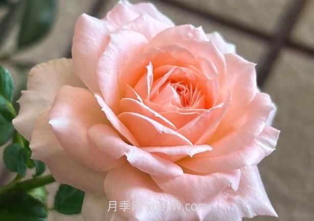 杨玉环月季介绍和优缺点(图1)