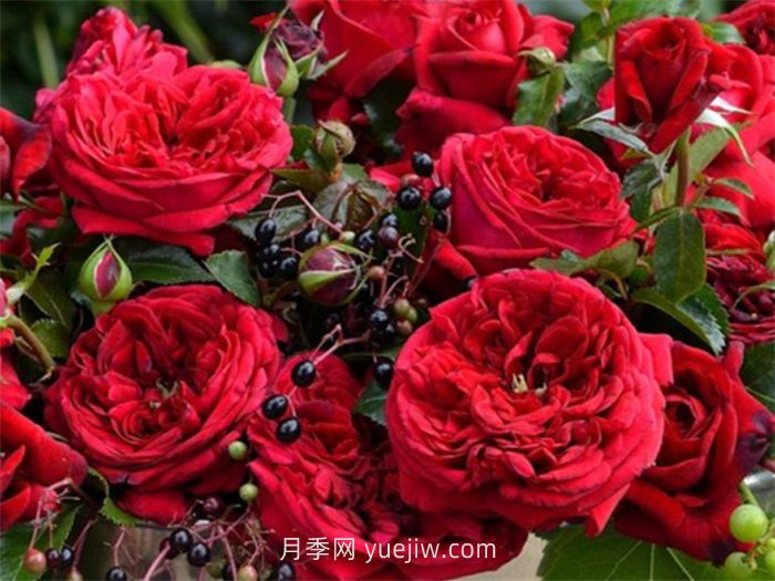 玫瑰国度的天使月季介绍和优缺点(图1)