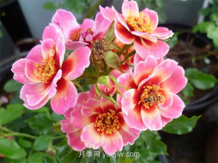 女王巴比伦之眼月季介绍和优缺点(图1)