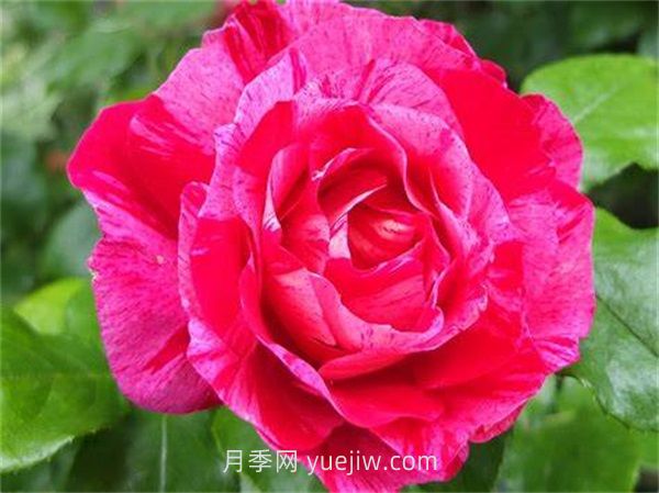 盖伊萨伏瓦月季介绍和优缺点(图1)