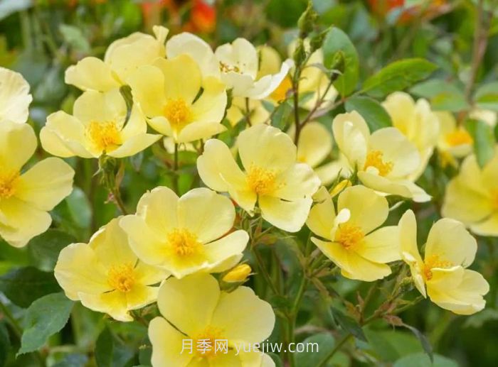 姗姗而来月季介绍和优缺点(图1)