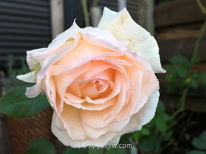 熏乃月季介绍和优缺点(图1)