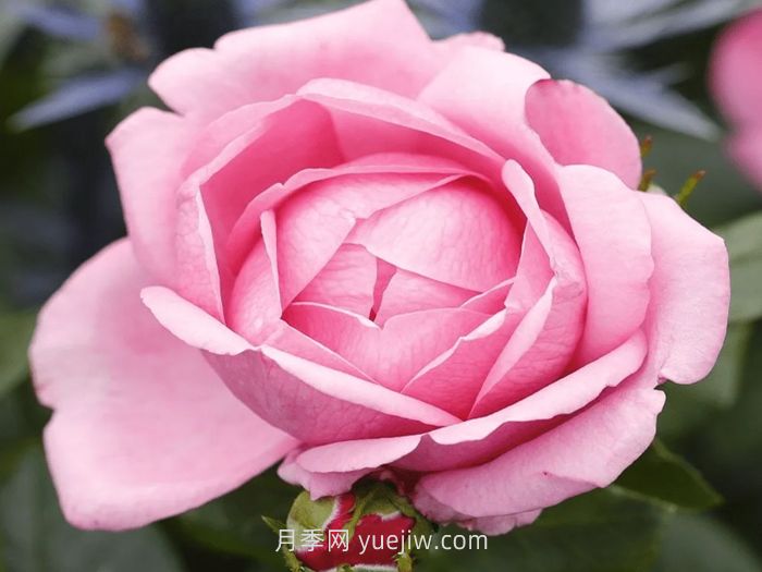 德西里渴望月季介绍和优缺点(图1)