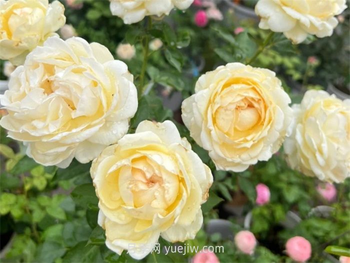 象牙伊芙伯爵月季介绍和优缺点(图1)