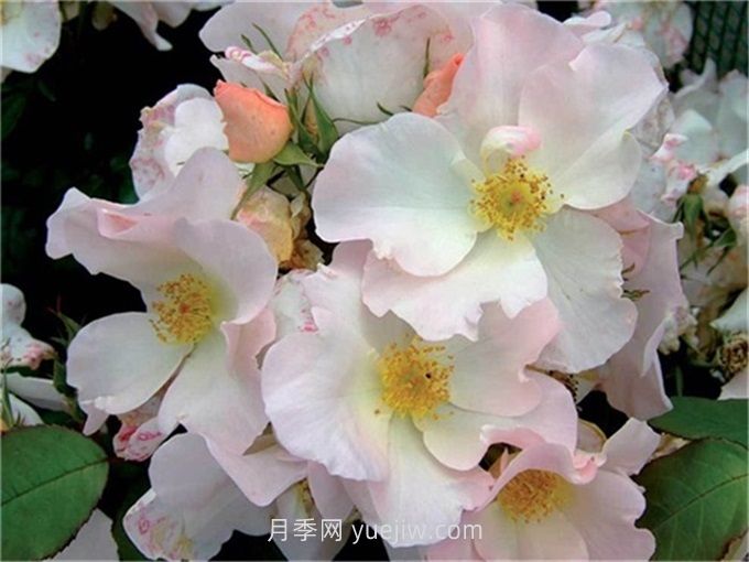 莎莉福尔摩斯月季介绍和优缺点(图1)