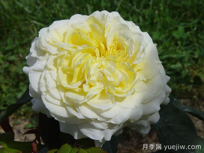 快拳月季介绍和优缺点(图1)