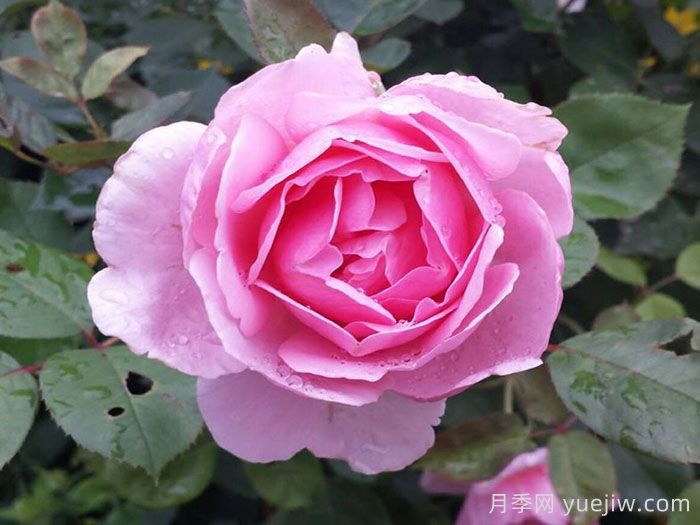 卡德法尔兄弟月季介绍和优缺点(图1)