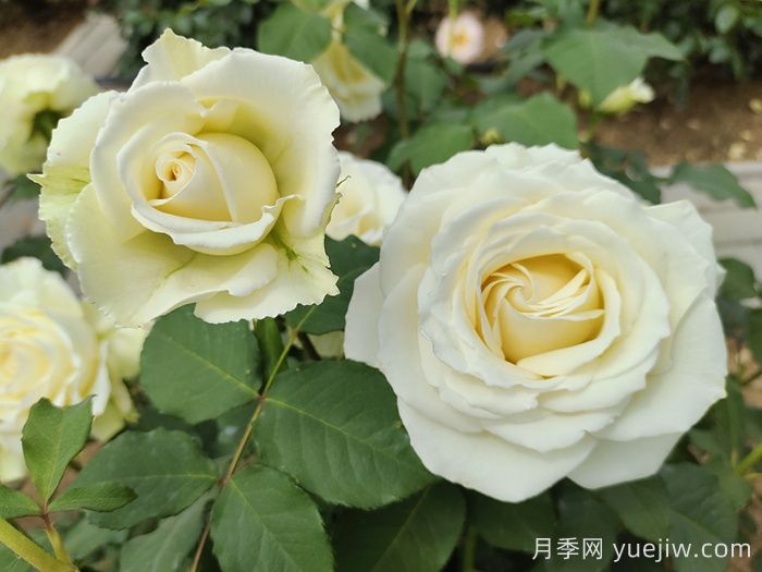 坦尼克月季介绍和优缺点(图2)