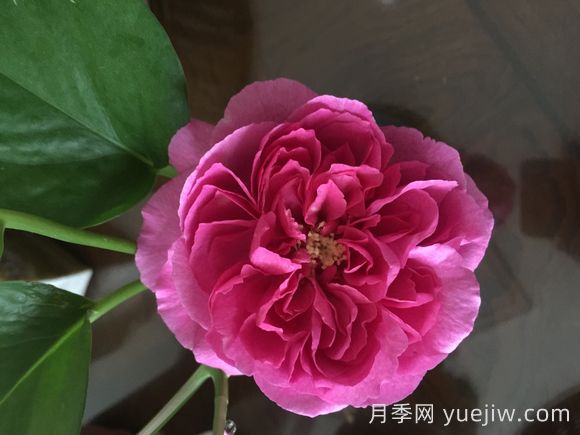 伊芙小资情调月季介绍和优缺点(图1)