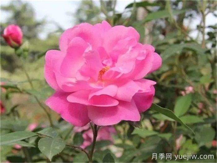 月季史诗，被中国70多个城市选为市花的月季，究竟有怎样的魅力？(图2)