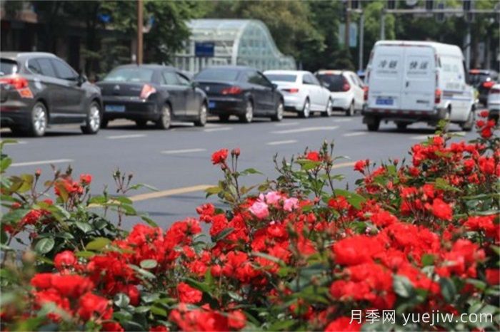 南昌30条月季大道 300万株月季满城飘香(图3)