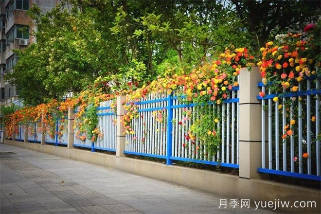 香飘九州美不胜收！丹阳惊现五彩月季花墙场景！(图3)