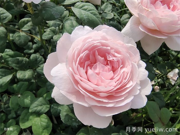 藤本月季和灌木月季的区别办法(图2)