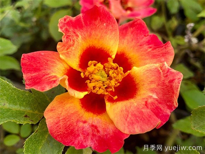 18种漂亮的藤本月季灌木月季微型月季，夏天可以养(图10)