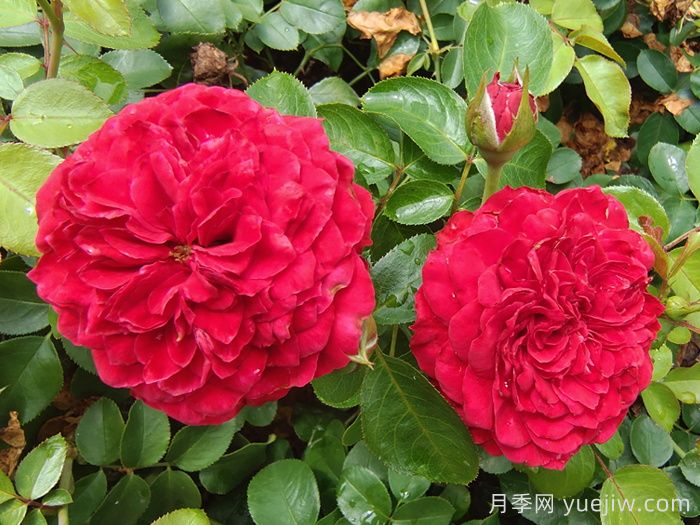    推荐30种漂亮的灌木月季花，花大味香好养(图1)