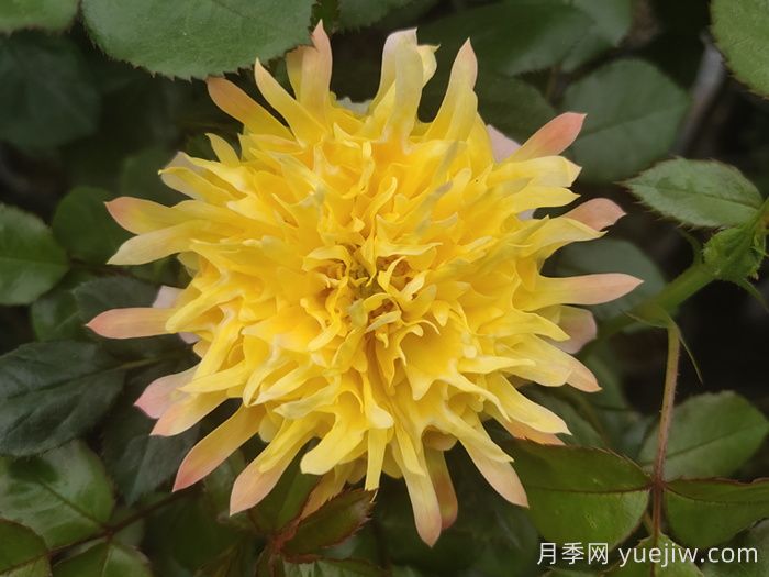    推荐30种漂亮的灌木月季花，花大味香好养(图3)