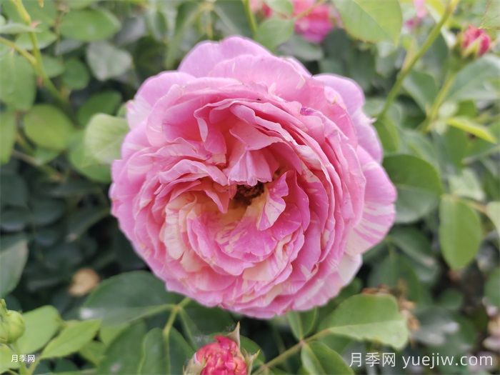    推荐30种漂亮的灌木月季花，花大味香好养(图4)