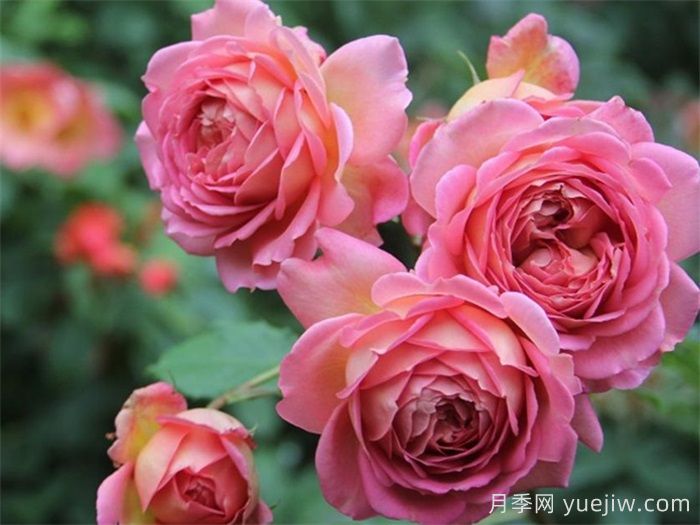    推荐30种漂亮的灌木月季花，花大味香好养(图8)