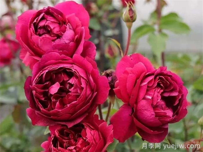    推荐30种漂亮的灌木月季花，花大味香好养(图9)