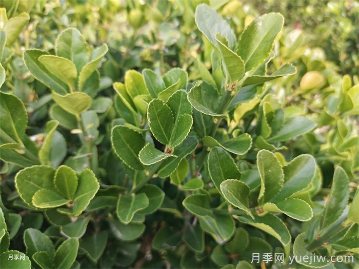 常见的乡土植物汇总(图4)