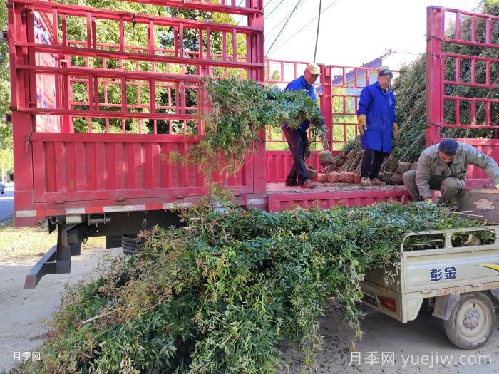 南阳卧龙：互联网平台助力月季产业发展(图1)