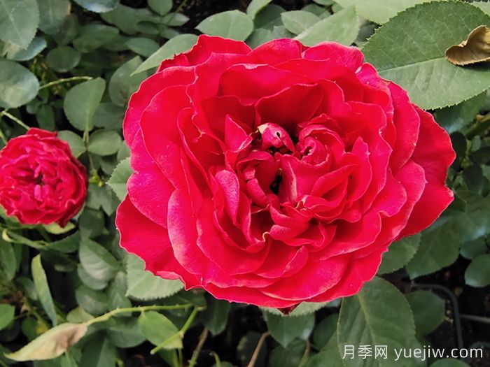 精选10款高颜值欧月月季，让你爱到心坎里(图4)