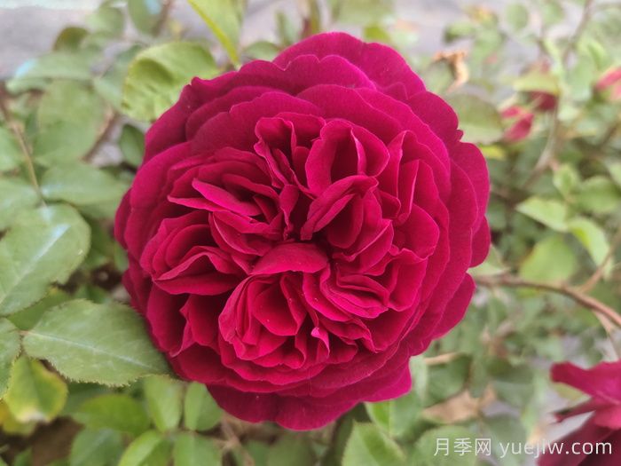 精选10款高颜值欧月月季，让你爱到心坎里(图5)