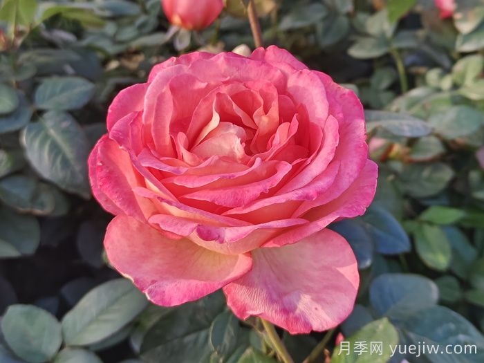 南阳月季教你区别月季花和玫瑰花(图1)