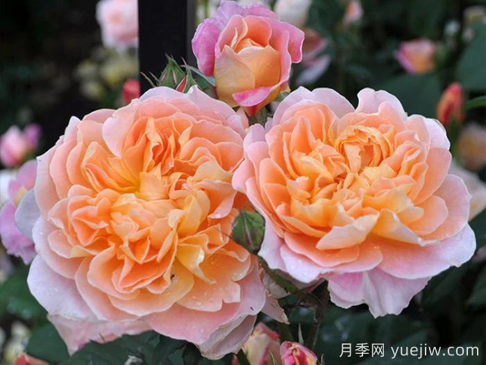 养棵印象派月季，花朵又美又香，四季都有花看(图2)