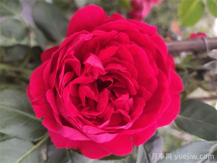 热门50种月季花品种展示，每一种都独特美丽(图2)