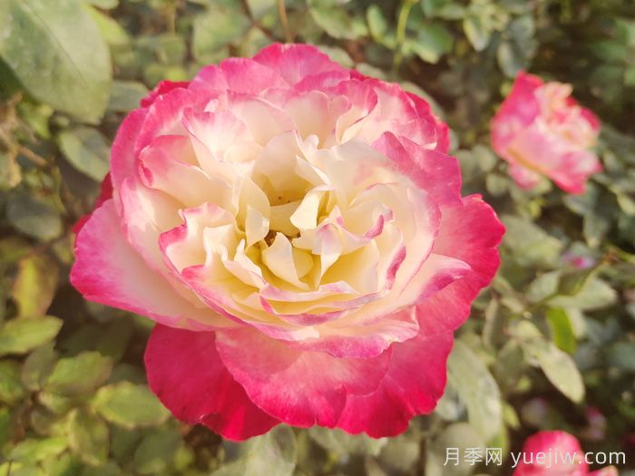 热门50种月季花品种展示，每一种都独特美丽(图4)