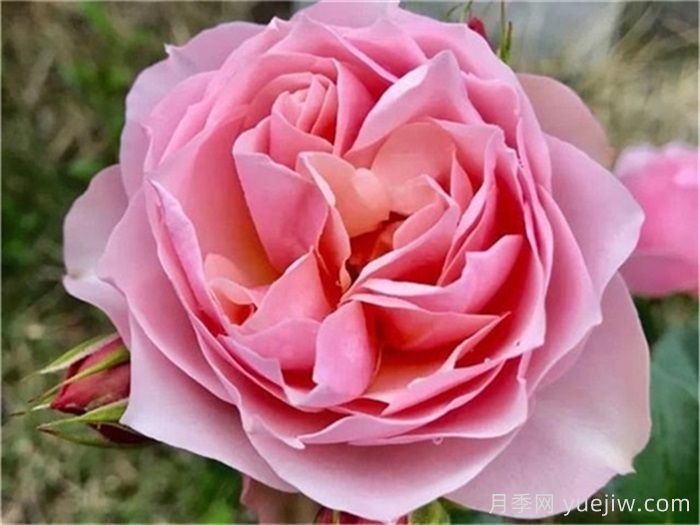 热门50种月季花品种展示，每一种都独特美丽(图5)